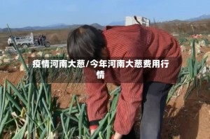 疫情河南大葱/今年河南大葱费用行情