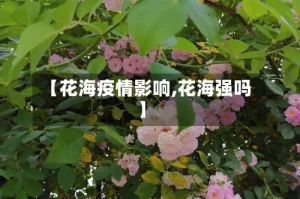 【花海疫情影响,花海强吗】